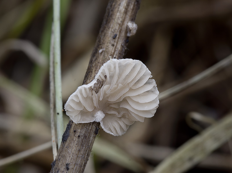 Arrhenia acerosa var. acerosa